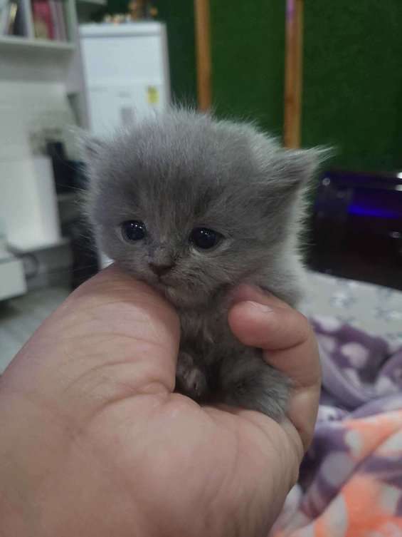 Persian For Sale In Panipat