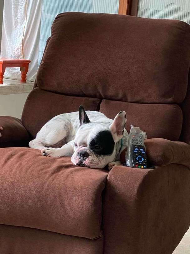 French Bulldog Dogs For Mating In Mumbai