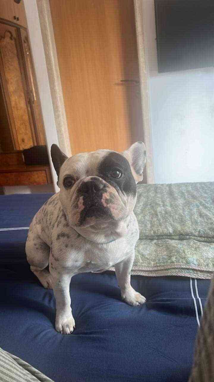 French Bulldog Dogs For Mating In Mumbai