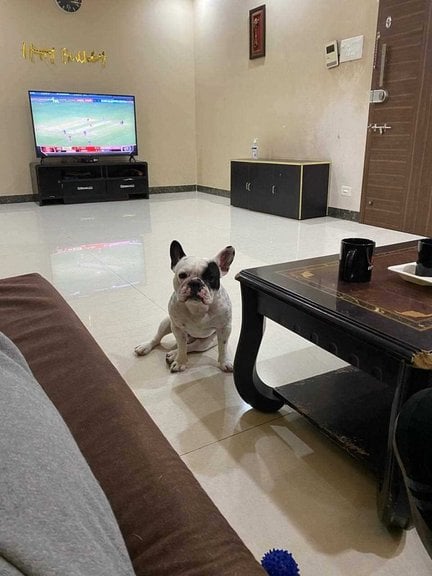 French Bulldog Dogs For Mating In Mumbai