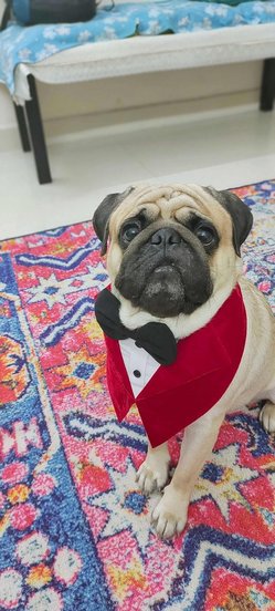 Pug Dogs For Mating In Hyderabad