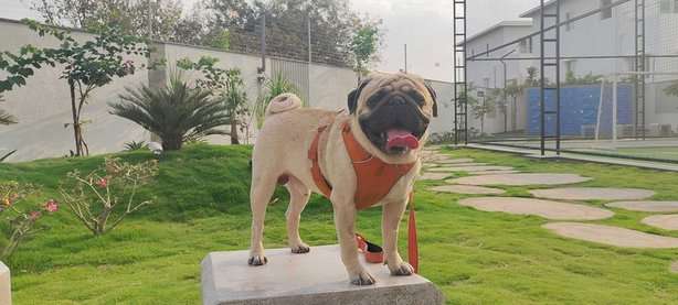 Pug Dogs For Mating In Hyderabad