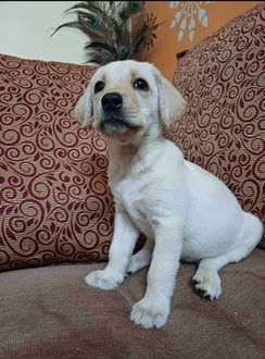 Labrador Retriever For Sale In Secunderabad