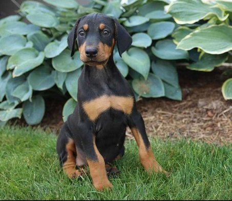 Doberman For Sale In Darbhanga