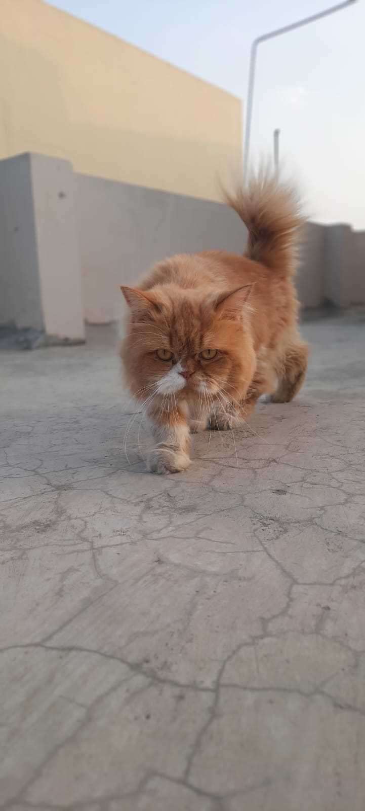 Persian Dogs For Mating In Secunderabad