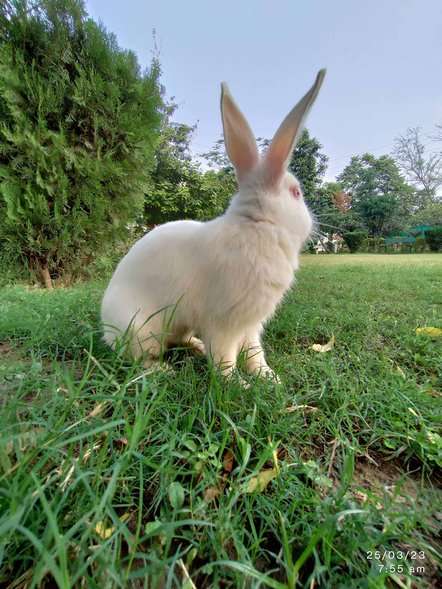 Rabbits For Adoption In Lucknow