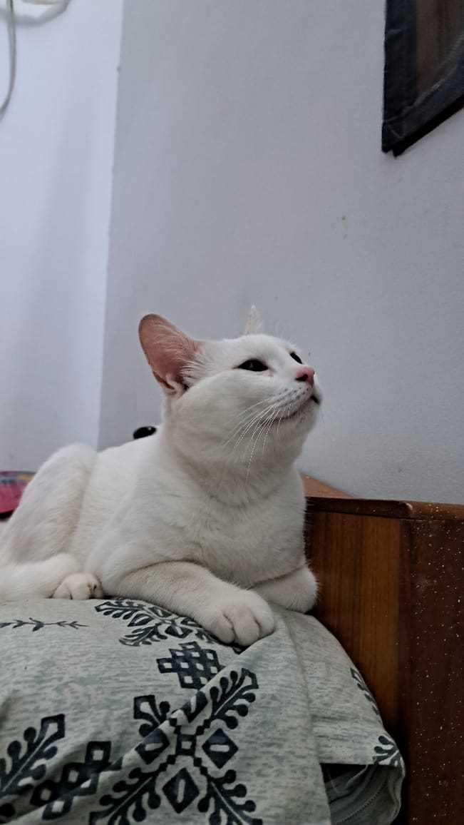 Persian For Adoption In Madurai
