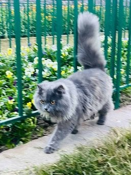 Persian Dogs For Mating In Delhi