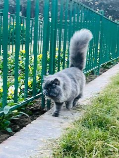 Persian Dogs For Mating In Delhi