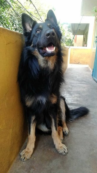 German Shepherd Dogs For Mating In Bangalore