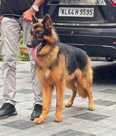 German Shepherd Dogs For Mating In Kochi