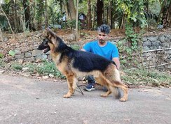 German Shepherd Dogs For Mating In Kochi