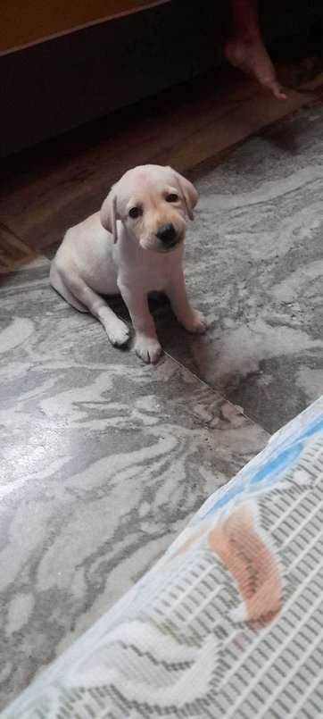 Labrador Retriever For Sale In Kolkata