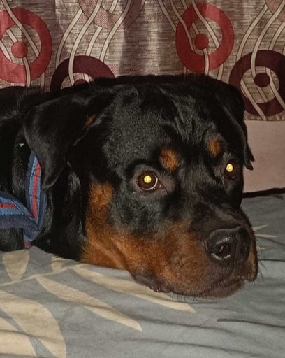 Rottweiler For Adoption In Solan