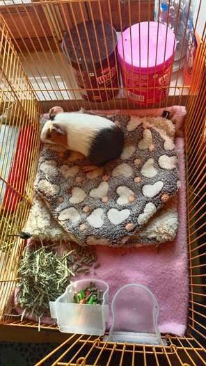 Guinea Pigs For Adoption In Thane