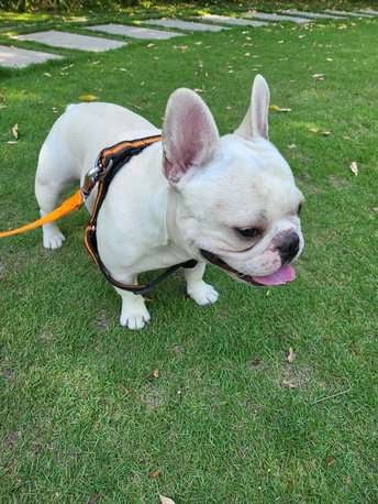 French Bulldog Dogs For Mating In Hyderabad