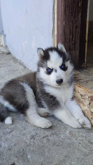 Siberian Husky For Sale In Karnal