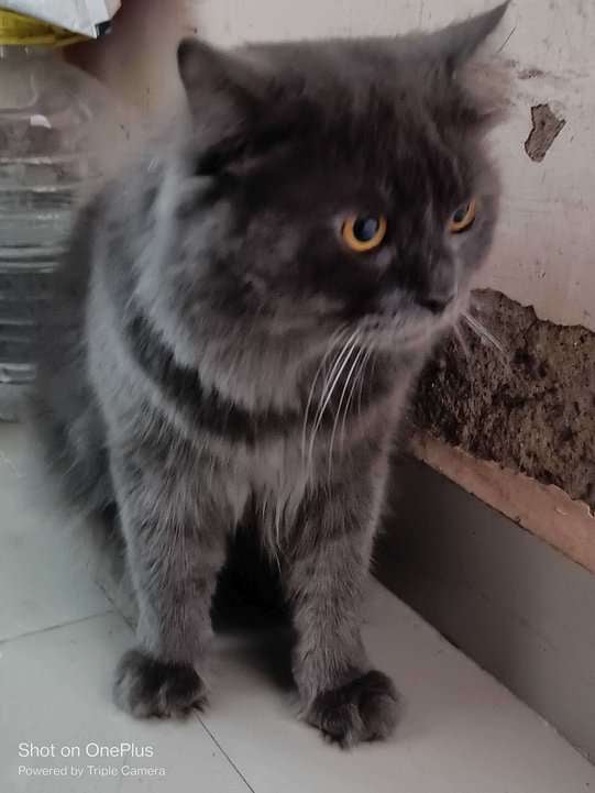 Persian For Adoption In Mumbai