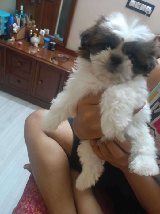 Shih Tzu For Sale In Hisar