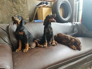 Doberman Pinscher For Sale In Bangalore