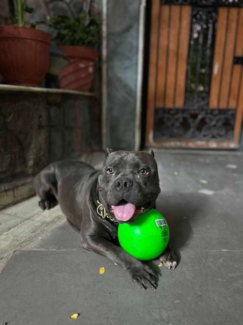 American Bully Dogs For Mating In Indore