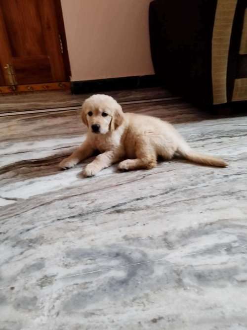 Golden Retriever For Sale In Nalgonda