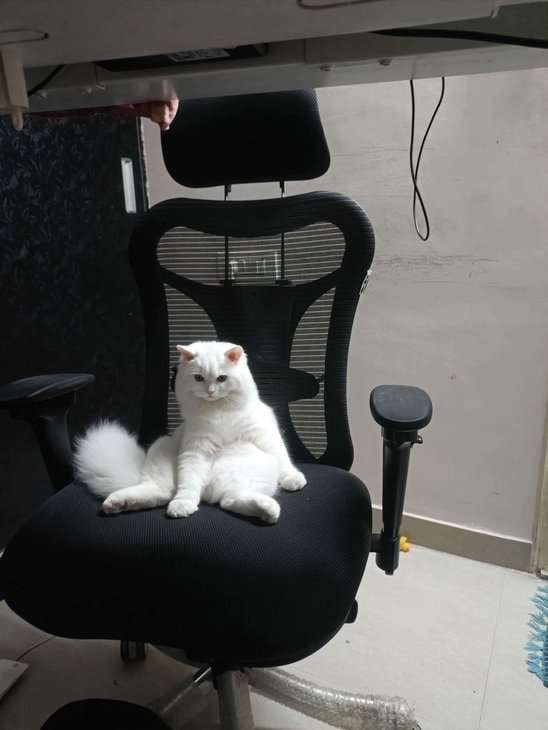 Persian Dogs For Mating In Bangalore