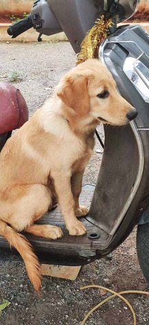 Golden Retriever For Adoption In Guntur