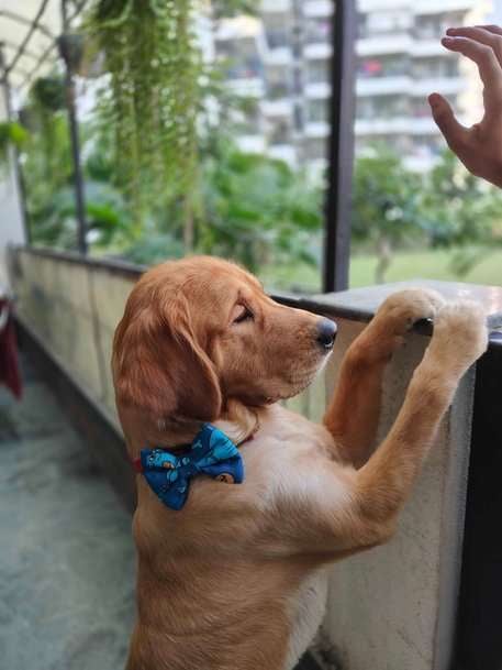 Golden Retriever Dogs For Mating In Delhi