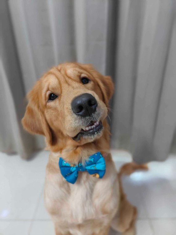 Golden Retriever Dogs For Mating In Delhi