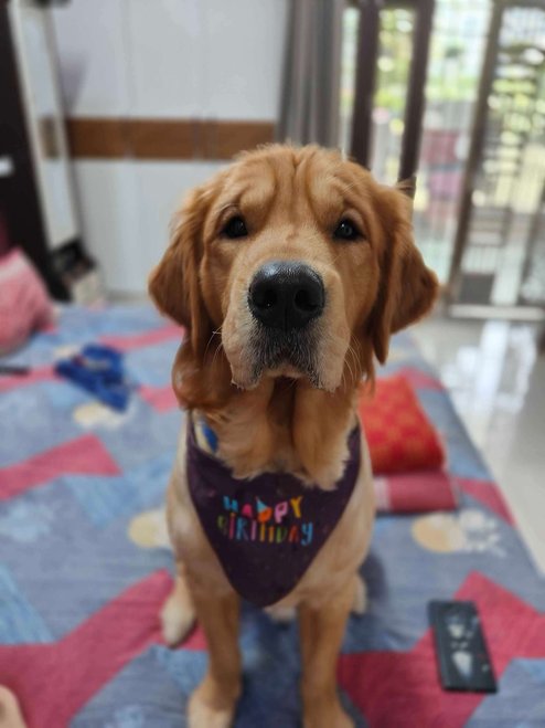 Golden Retriever Dogs For Mating In Delhi