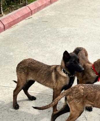Belgian Malinois For Sale In Nawanshahr