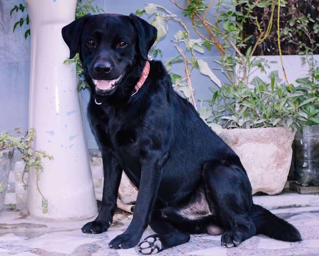 Labrador Retriever Dogs For Mating In Delhi