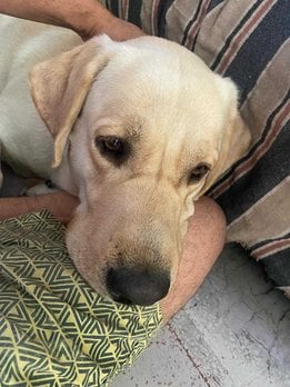 Labrador Retriever Dogs For Mating In Aurangabad MH
