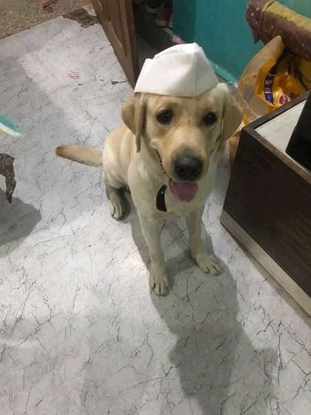 Labrador Retriever Dogs For Mating In Aurangabad MH