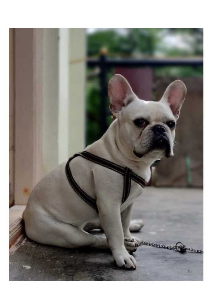 French Bulldog Dogs For Mating In Bangalore