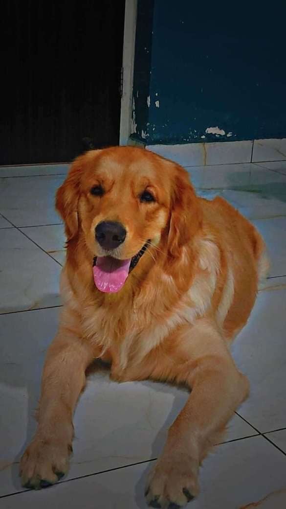 Golden Retriever Dogs For Mating In Jalandhar