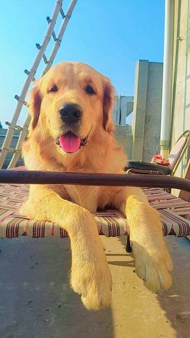 Golden Retriever Dogs For Mating In Jalandhar