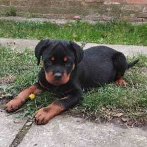 Rottweiler For Sale In Gondia