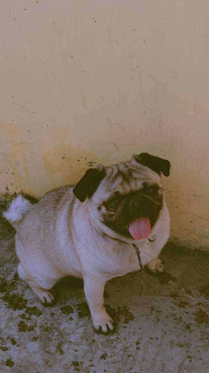 Pug For Sale In Gaya