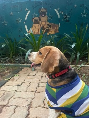 Beagle Dogs For Mating In Chennai