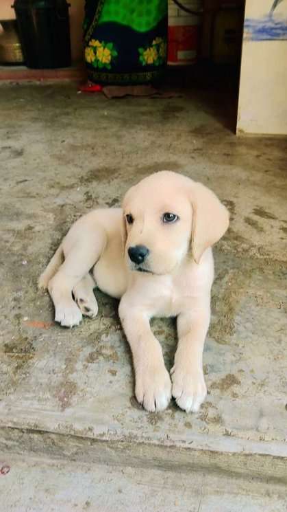 Labrador Retriever For Sale In Mirzapur