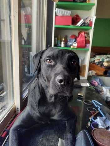 Labrador Retriever Dogs For Mating In Mumbai