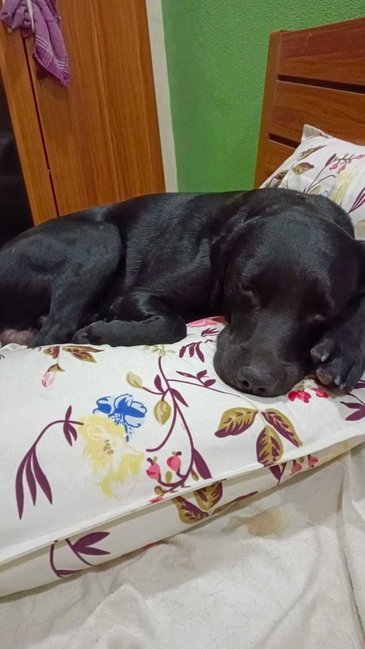 Labrador Retriever Dogs For Mating In Mumbai