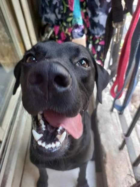 Labrador Retriever Dogs For Mating In Mumbai