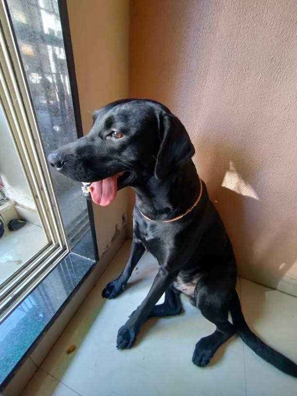 Labrador Retriever Dogs For Mating In Mumbai
