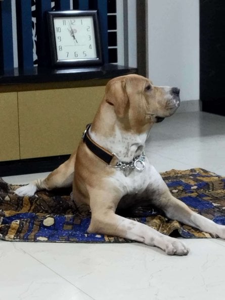Indian Mastiff Dogs For Mating In Pune