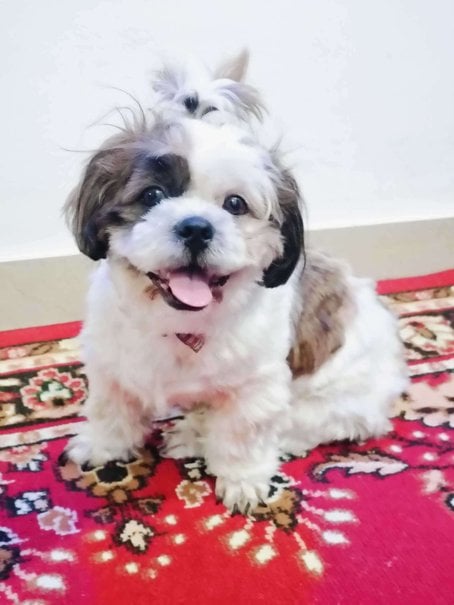 Shih Tzu Dogs For Mating In Bangalore