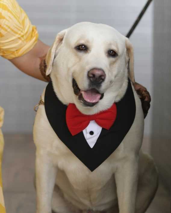 Labrador Retriever Dogs For Mating In Bhubaneswar