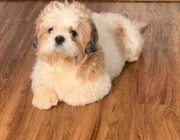 Shih Tzu Dogs For Mating In Bangalore